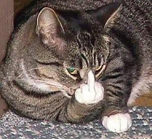 le chat